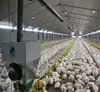 High quality modern broiler poultry shed design chicken farm