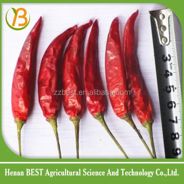 spicy chili exporter