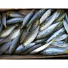 Frozen Dotted Gizzard Sea Shad Fish 100g Up