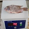 Wholesale tilapia fish 100-200gr with cheap price 10KGS per carton