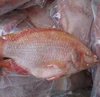 Frozen Wholesale Red Tilapia from China Seafood exporter