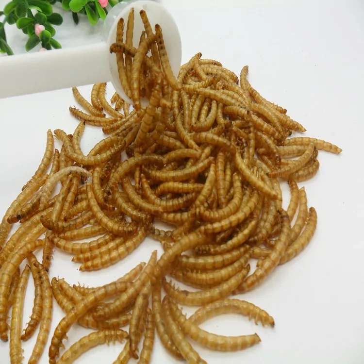 mealworms dried bulk fish turtles reptile wild birds food mealworms dried bulk fish turtles reptile wild birds food