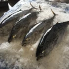 frozen sea fish small size bonito tuna fish for sale