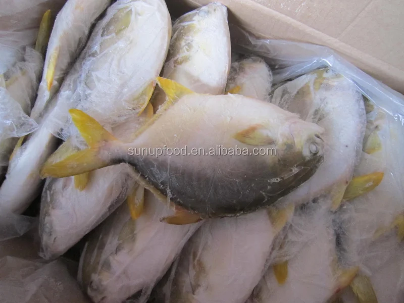 frozen silver pomfret/ fin pomfret