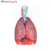 advanced pvc human Respiratory system lung Model for educatioon