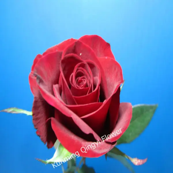 Good Quality Women's Day use Black Rose