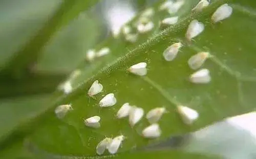 Biological Pesticide Diflubenzuron price 98%TC