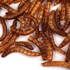 Red dried mealworms protein powder insect meal food grade powder fish meal