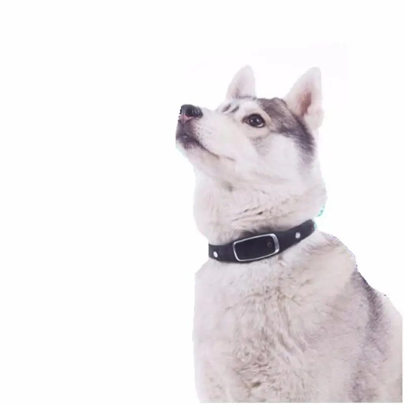 s1 pet gps collar