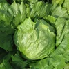 /product-detail/nlt05-sheng-cai-iceberg-lettuce-seeds-all-kinds-of-vegetable-seeds-60168804776.html
