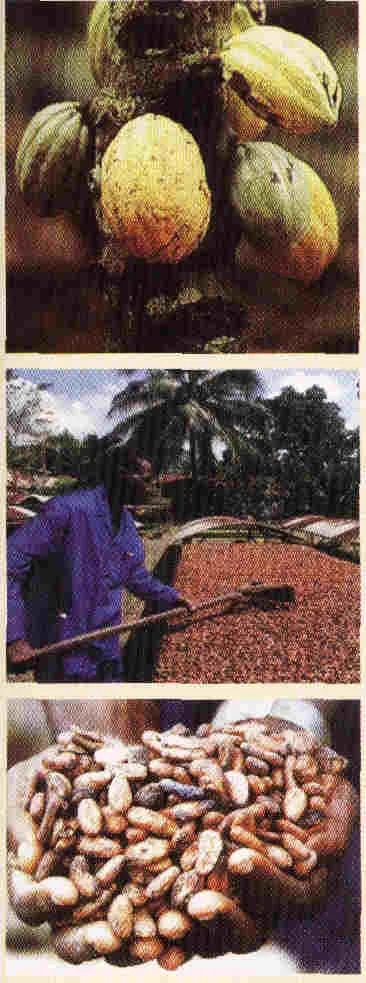 Cocoa Beans, Coffee Beans,