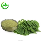 Wholesale bulk moringa leaf powder 100% pure