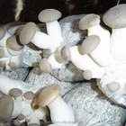 Detan Eryngii Logs - All Types of Mushrooms