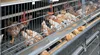 international standard chicken farm equipment/bird cages/ galvanized chicken coop made in anping HJ-HC60