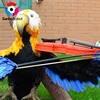 /product-detail/popular-music-theme-park-animatronic-artificial-life-size-realistic-parrot-birds-for-sale-60567383425.html