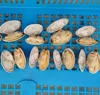 seafood high quality frozen clam for wholesale