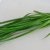 /product-detail/hot-sale-organic-vegetable-seeds-chinese-chives-seeds-with-high-yielding-60499067685.html