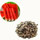 Xi gua Chinese New crop f1 hybrid red seedless watermelon seeds