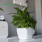 Wholesale indoor polish square seedling trays plastic flower vase rose plants
