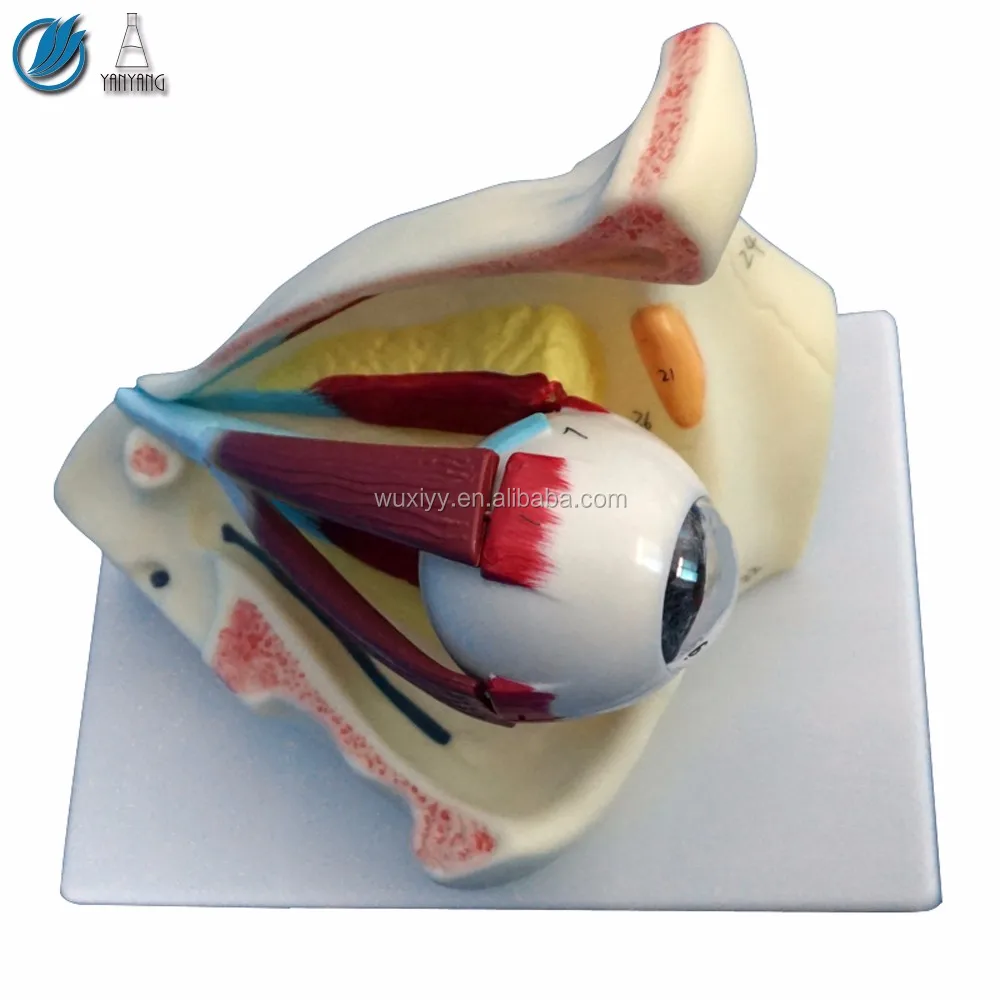 新款塑料详细人眼模型