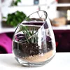 wholesale clear Succulent Miniature Sphere Glass Terrarium Jar VASE
