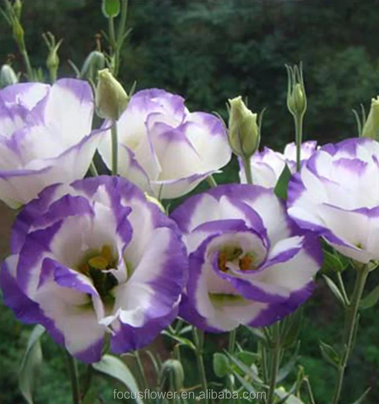 Purple Eustoma 1