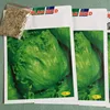 /product-detail/2019-wholesale-vegetable-seeds-organic-iceberg-lettuce-seeds-for-planting-60594897782.html