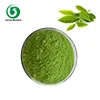 Free Sample! Factory Supply Organic Japanese Green Tea Matcha Powder