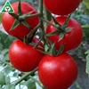 /product-detail/hybrid-f1-organic-vegetable-tomato-seeds-prices-60756125660.html