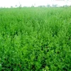 /product-detail/medicago-sativa-seeds-alfalfa-seeds-forage-grass-seeds-60390780561.html