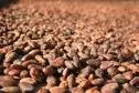 Cocoa And Coffee