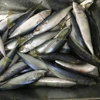 Best quality pelagic fish frozen mackerel price