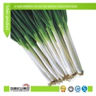 FOOD ADDITIVES/FLAVOR/ESSENCE/Shallot oil Flavor
