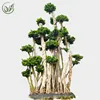 /product-detail/wholesale-ficus-tree-or-landscape-garden-ficus-bonsai-or-ficus-microcarpa-62018067011.html