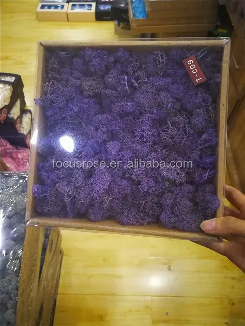 net weight 500g preserved moss with high quality