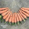 /product-detail/high-germination-new-carrot-seed-vegetable-seed-for-sale-60647210080.html