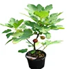 Different size Fig fruit tree seedling/Ficus carica tree seedling on sales