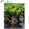/product-detail/natural-plant-ginseng-ficus-bonsai-tree-60786833079.html