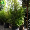 Cheap wholesale phyllostachys praecox tree outdoor live bamboo plants