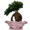 /product-detail/bonsai-plants-live-ficus-tree-ficus-microcarpa-bonsai-trees-60818046157.html