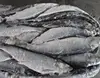 /product-detail/frozen-fish-fresh-herring-60744611277.html