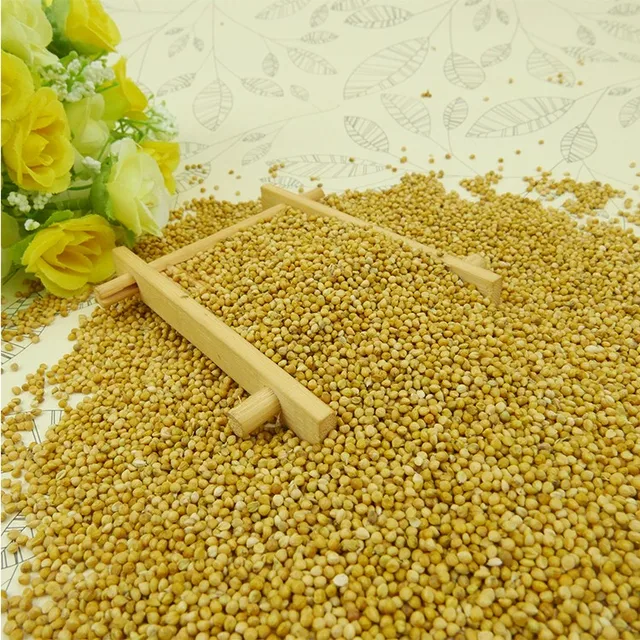 broom corn millet-source quality broom corn millet from global