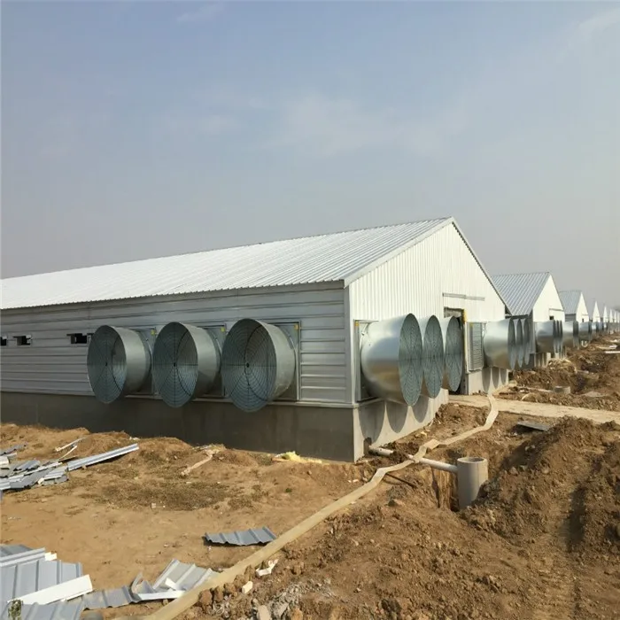 LAYER-POULTRY-FARM.jpg