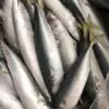 2018 top sale Land frozen Fresh New Sea frozen Frozen Mackerel Fish for sales