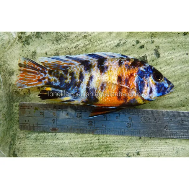 peacockfish, beautiful ob peacock cichlid alive fish in taiwan
