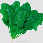 dried natural spinach powder 80mesh green color