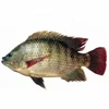High quality frozen tilapia with cheap price
