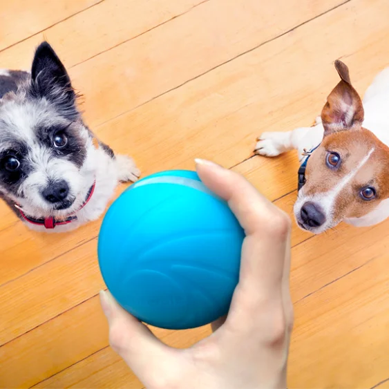 Wicked ball TPU material outer shell with active core inside the ball not dog tug toy no stuffing the soft toy, Blue,green,yellow
Wicked ball TPU material outer shell with active core inside the ball not dog tug toy no stuffing the soft toy, Blue,green,yellow