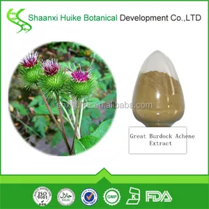 great burdock achene seed extract