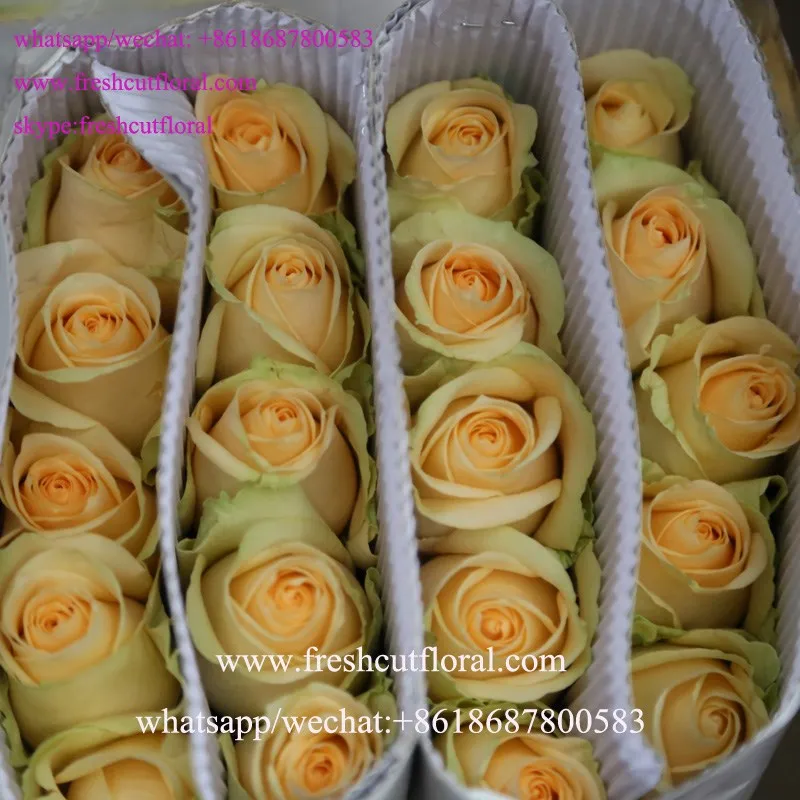 Best Quality Spray Carnation, white Spray Carnations, Red Spray Carnation with 2016 Top Quality